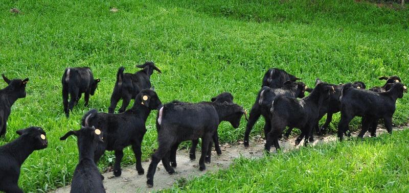 黑山羊，努比亚黑山羊，改良黑山羊，全国包运输