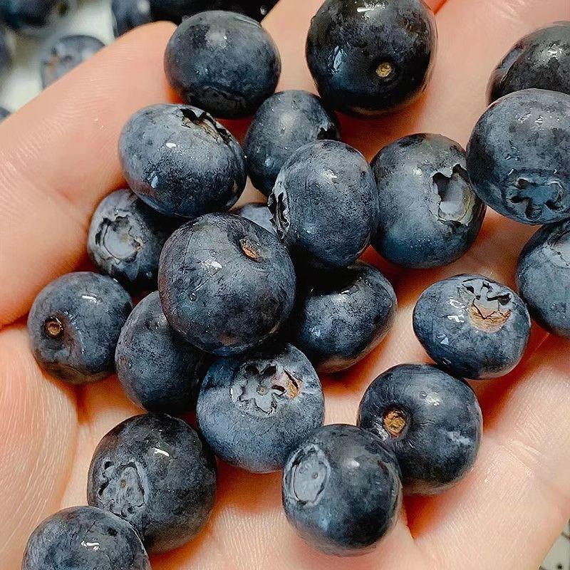 【蓝莓】产地一手货源全国发货品种多样需要联系
