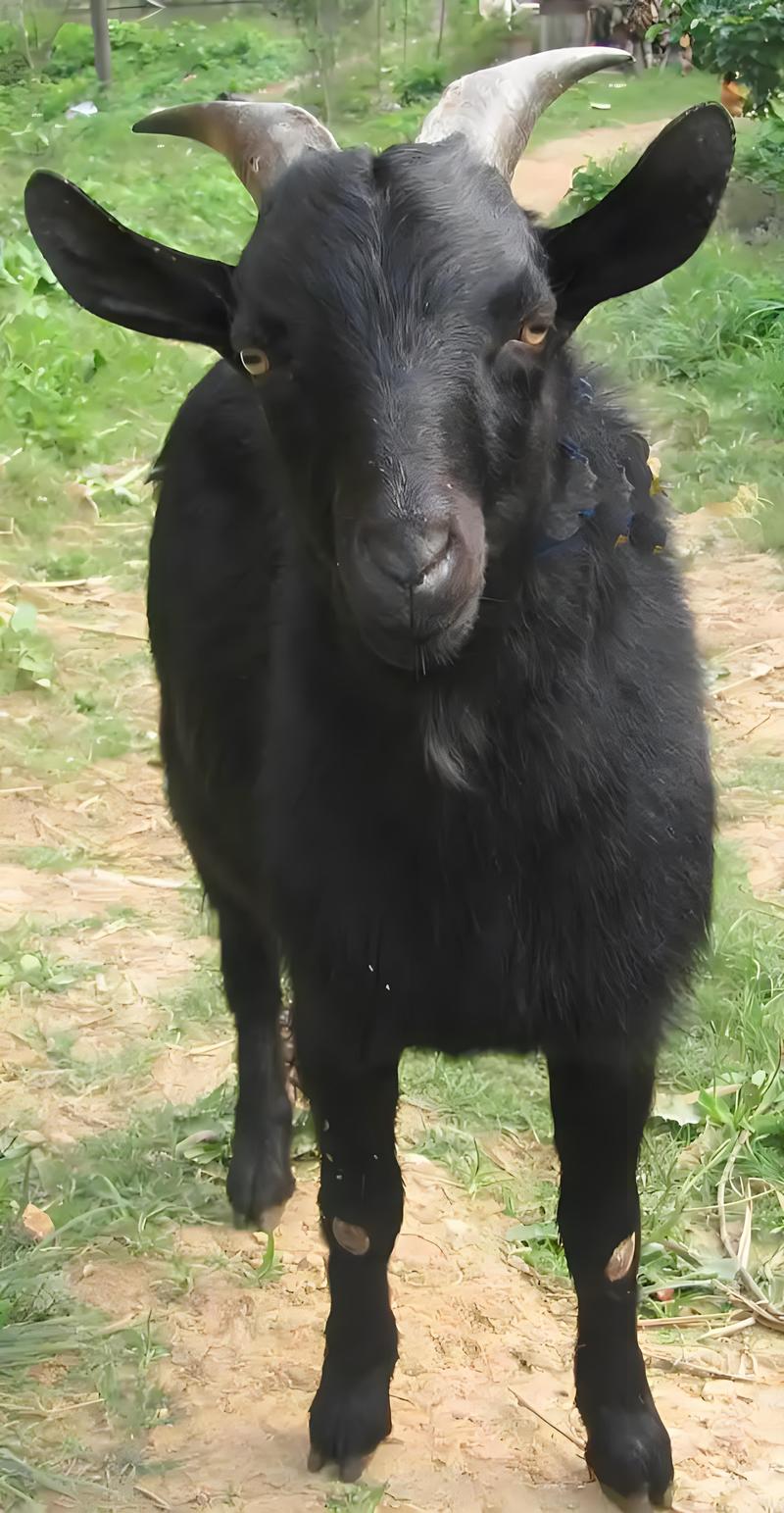 黑山羊，努比亚黑山羊，改良黑山羊，全国包运输