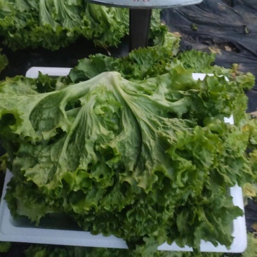 生菜散叶生菜大量上市可视频看货品质保证