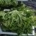 生菜散叶生菜大量上市可视频看货品质保证