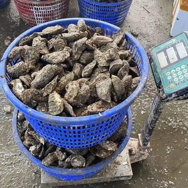现捕湛江生蚝生鲜大牡蛎带壳贝类海鲜水产