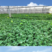 火锅菜种子羽衣甘蓝种子适合密植做苗菜栽培盆栽采摘园基地种
