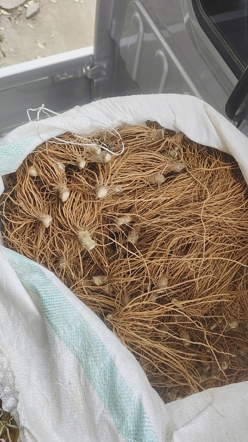 地胆头生货长期稳定