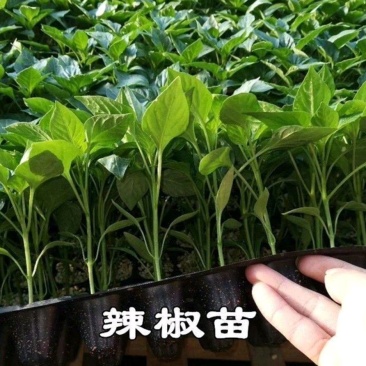 高产抗病线椒苗