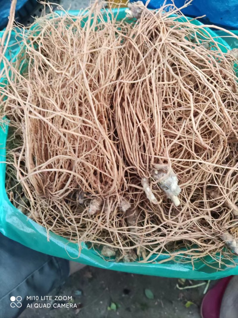 地胆头生货长期稳定