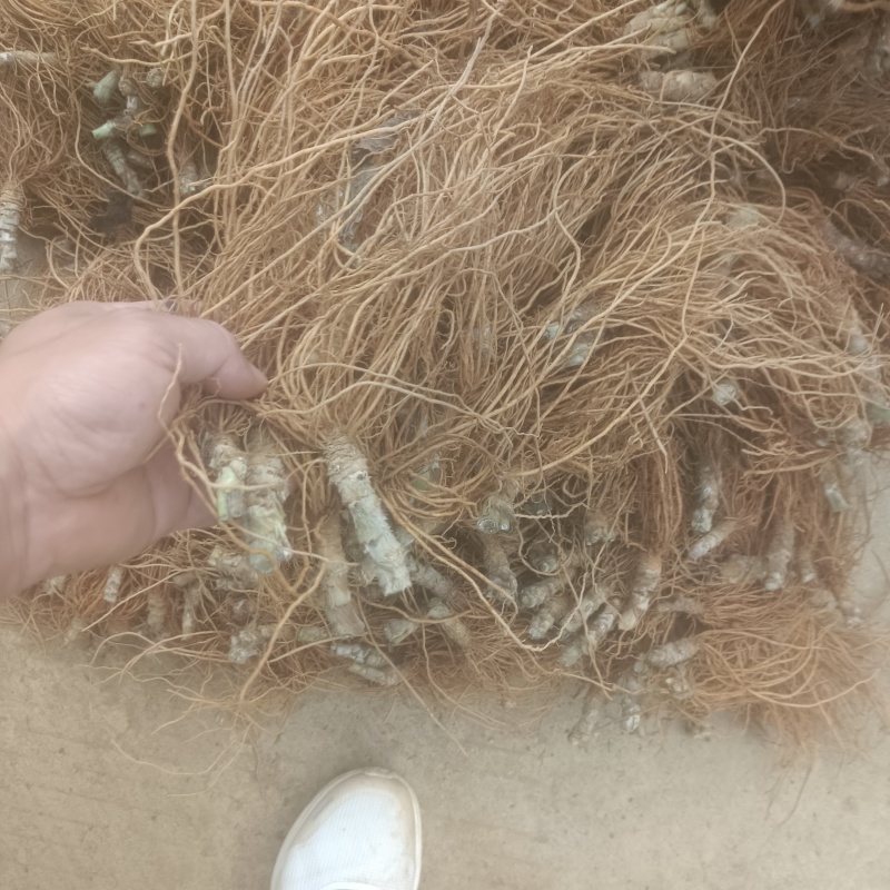 地胆头生货长期稳定