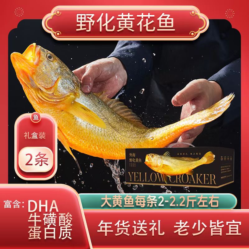 霞浦野化黄鱼北礵野化黄瓜鱼