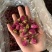 玫瑰花山东平阴玫瑰花干玫瑰玫瑰金边玫瑰实物拍摄