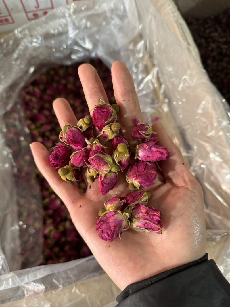 玫瑰花山东平阴玫瑰花干玫瑰玫瑰金边玫瑰实物拍摄
