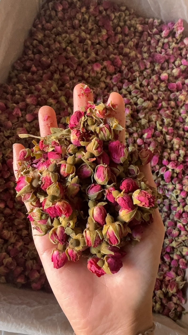 玫瑰花山东平阴玫瑰花干玫瑰玫瑰金边玫瑰实物拍摄
