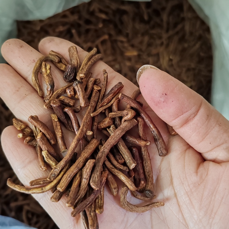 批发.蒲公英根500克泡水婆婆根蒲公英根干货