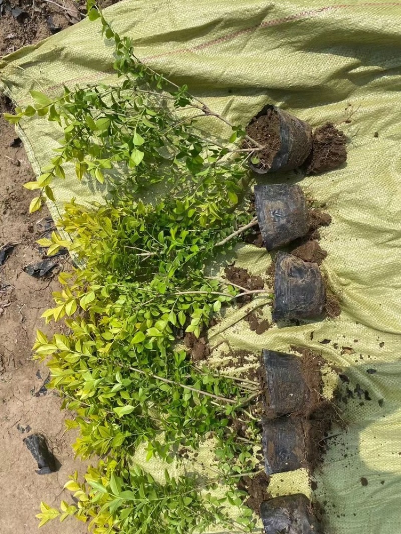 常绿灌木金叶女贞道路景观绿化植物耐寒耐旱