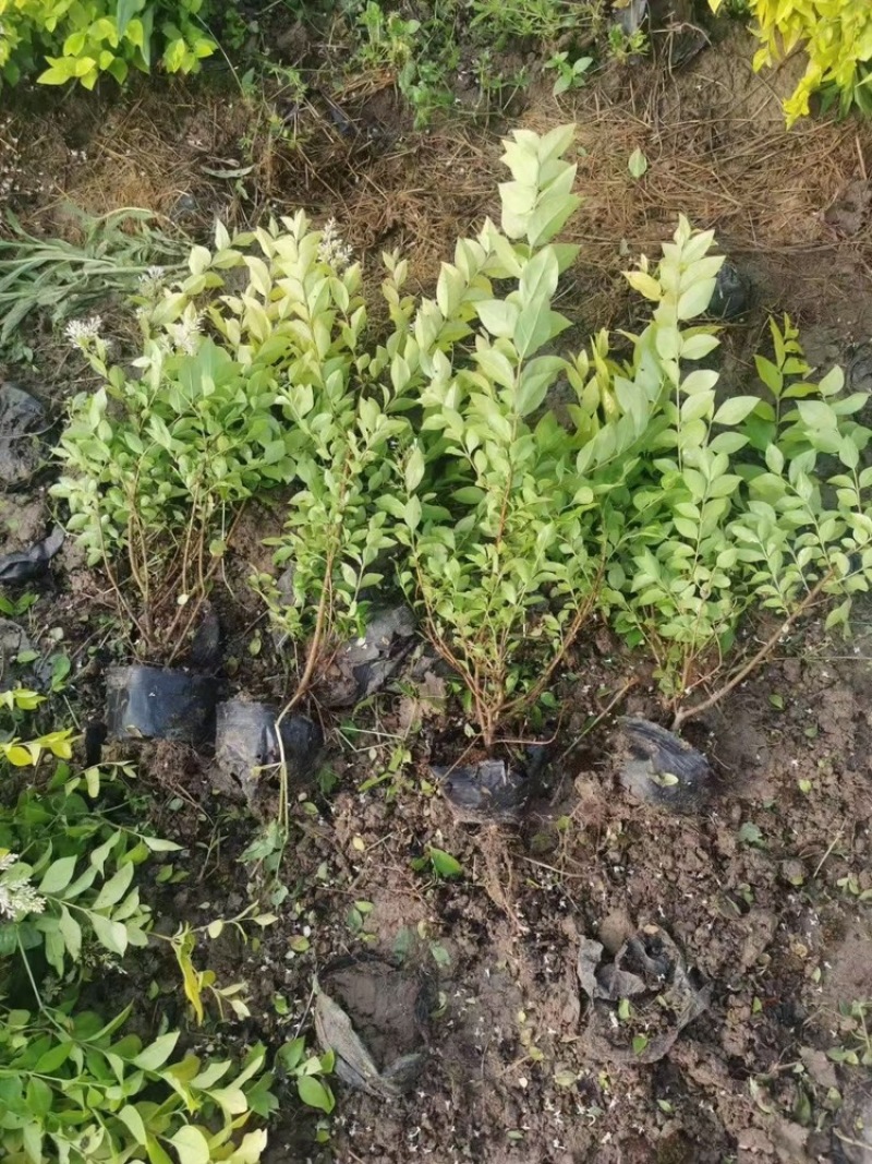 常绿灌木金叶女贞道路景观绿化植物耐寒耐旱