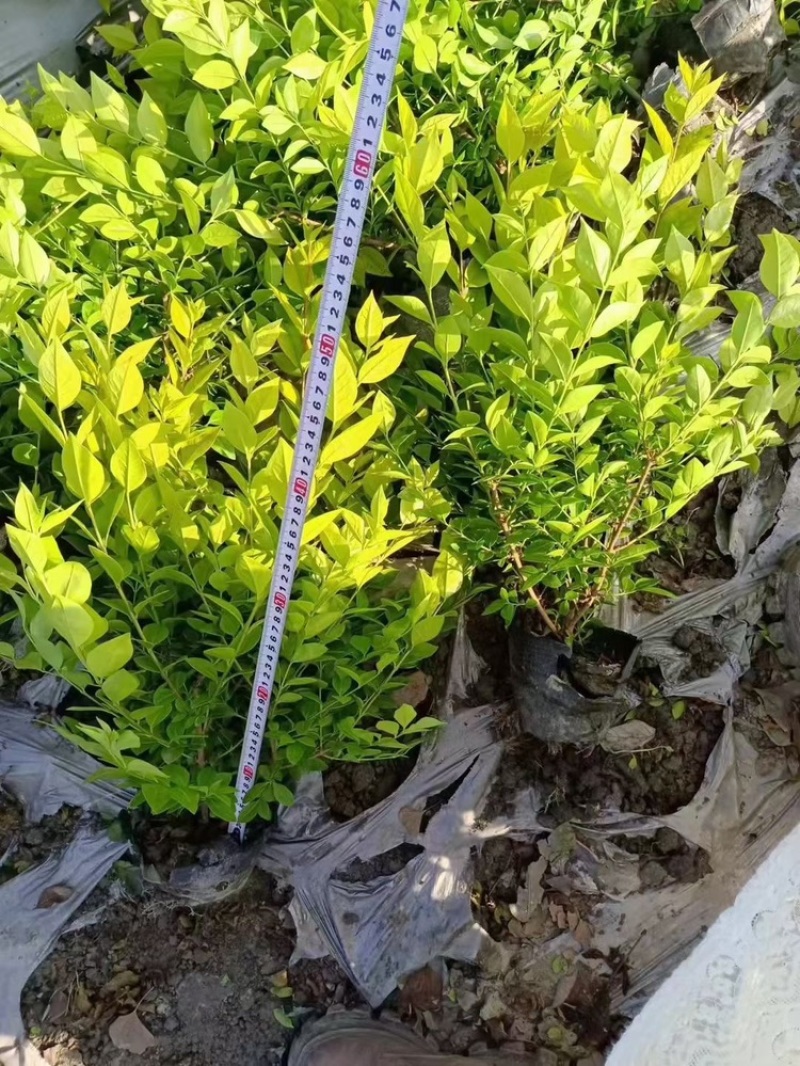 常绿灌木金叶女贞道路景观绿化植物耐寒耐旱