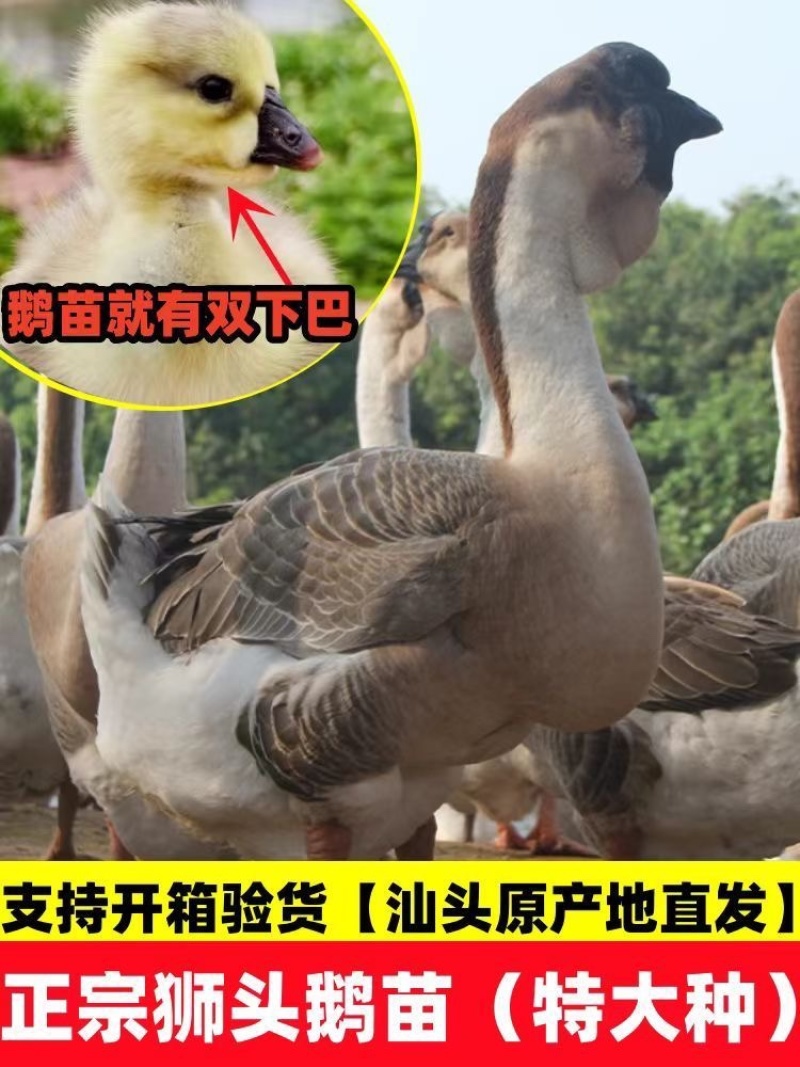 正品狮头鹅货体。纯种狮头鹅苗鹅苗潮汕狮头鹅三花鹅