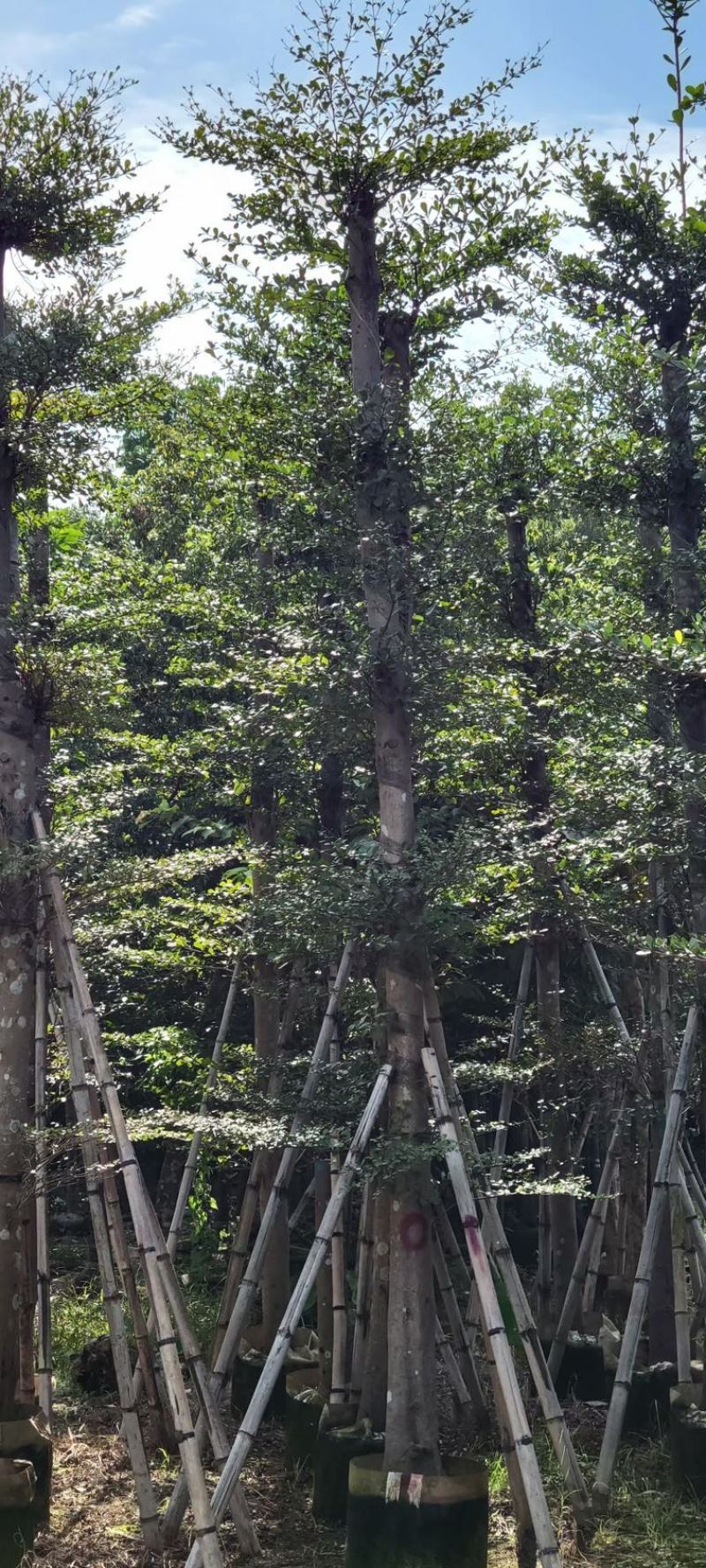 小叶榄仁