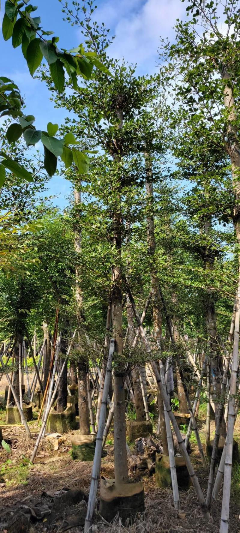 小叶榄仁