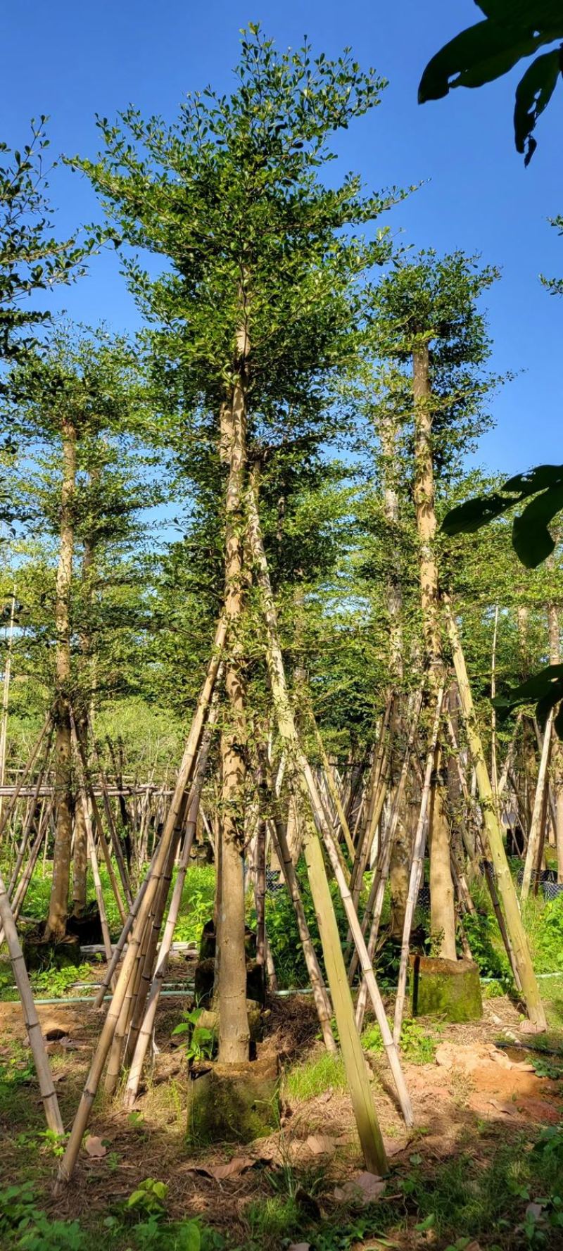 小叶榄仁