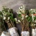 羊奶果苗德甜二号大果型(2年嫁接苗)云南芒市基地直发