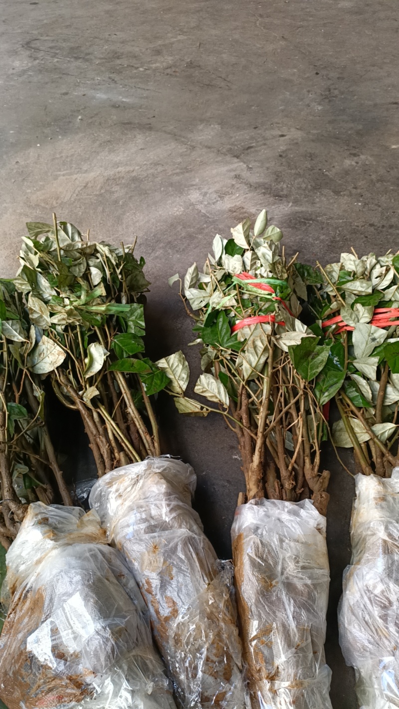 羊奶果苗德甜二号大果型(2年嫁接苗)云南芒市基地直发