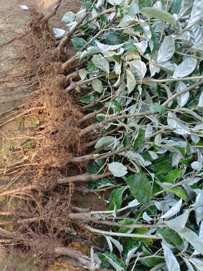 羊奶果苗德甜二号大果型(2年嫁接苗)云南芒市基地直发