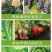 厂家发货鱼蛋白水溶肥，海藻鱼蛋白可视频看货欢迎选购