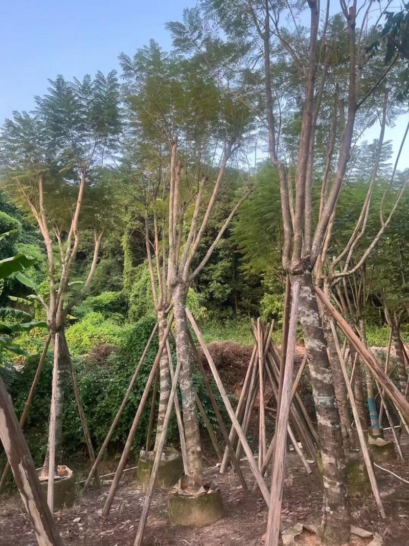 蓝花楹