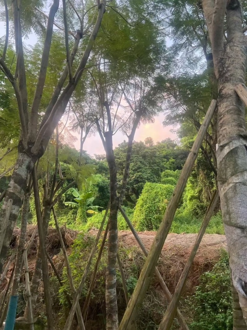 蓝花楹