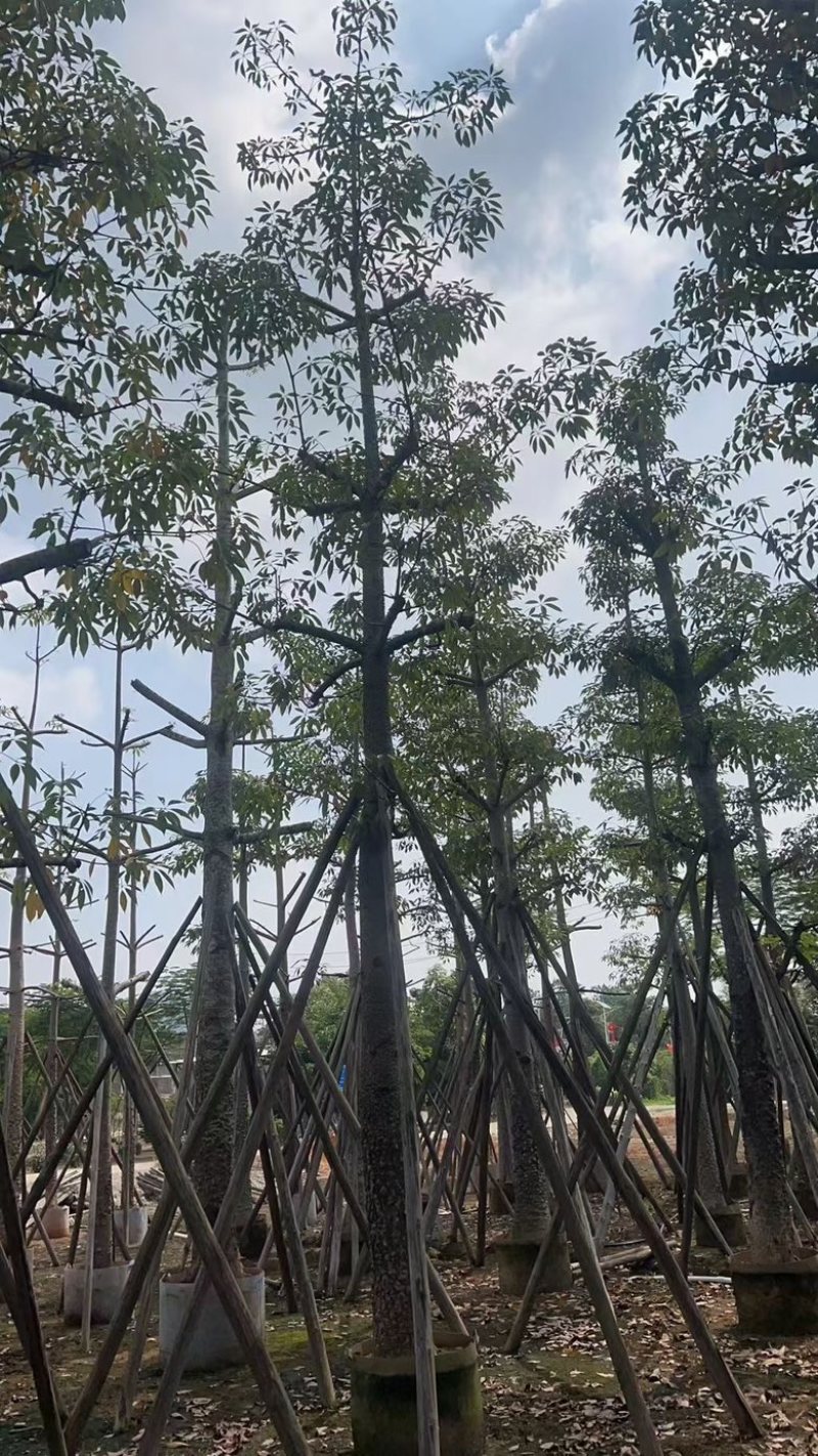 英雄树