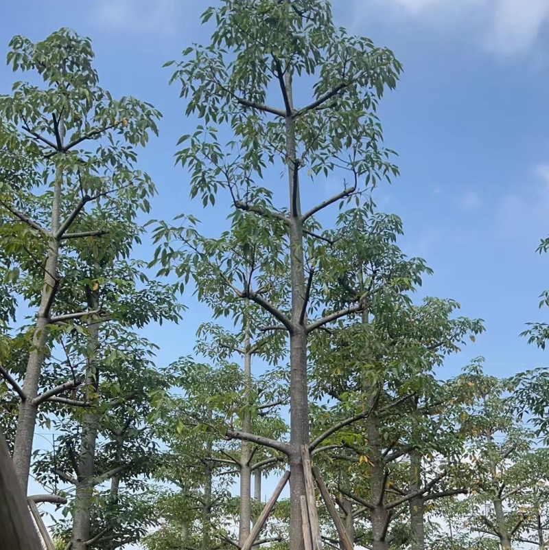 英雄树