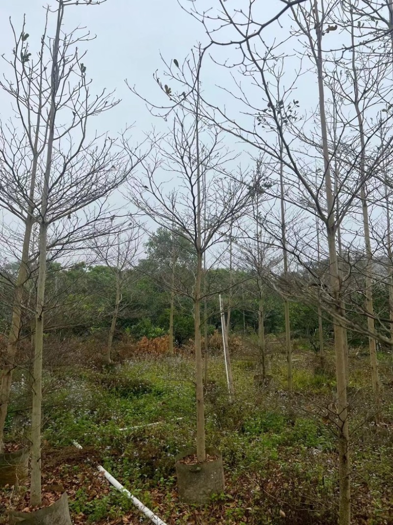 小叶榄仁