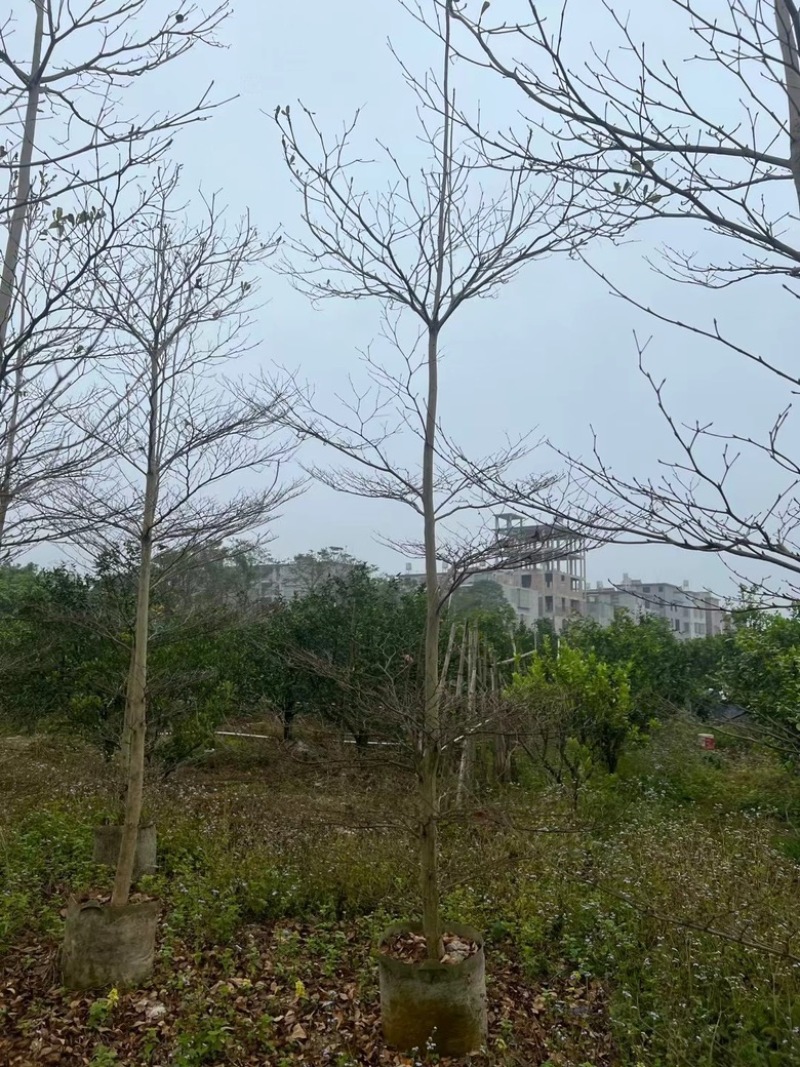 小叶榄仁
