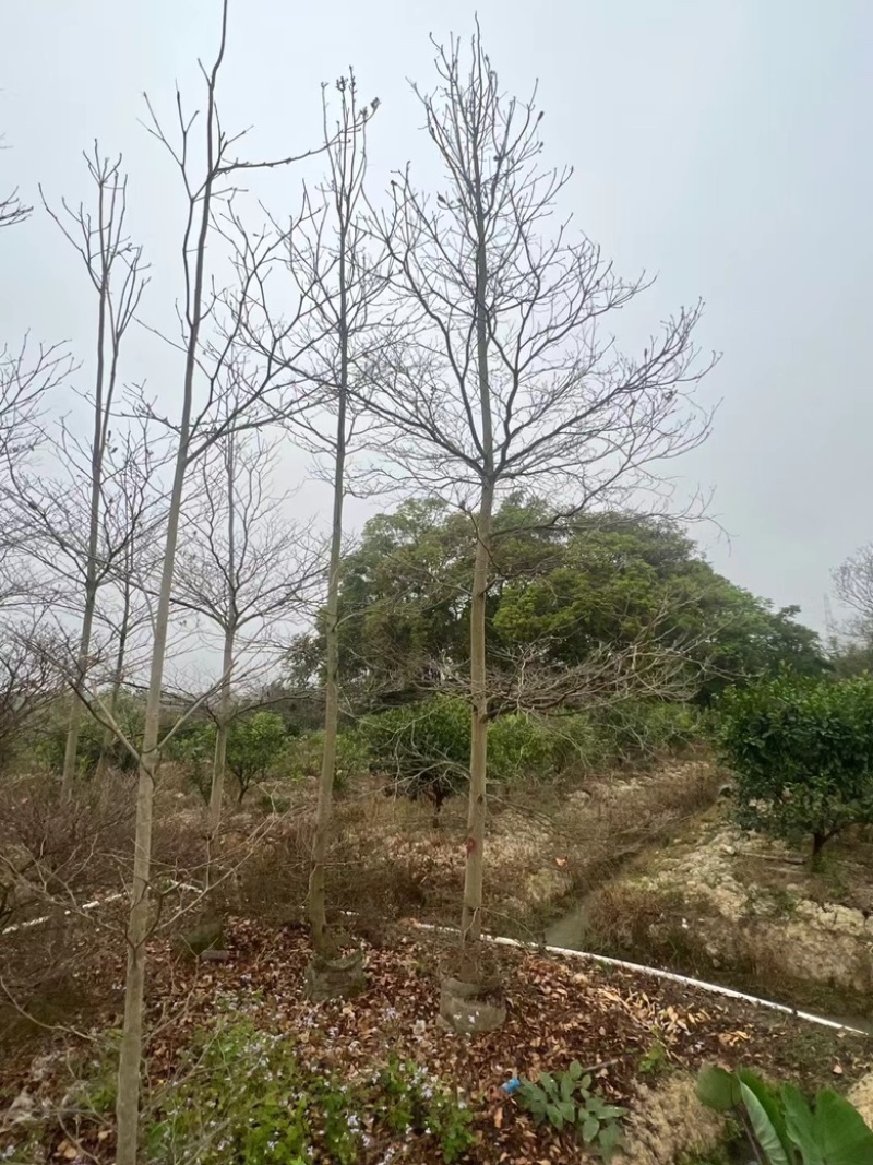 小叶榄仁