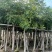 桃花心木