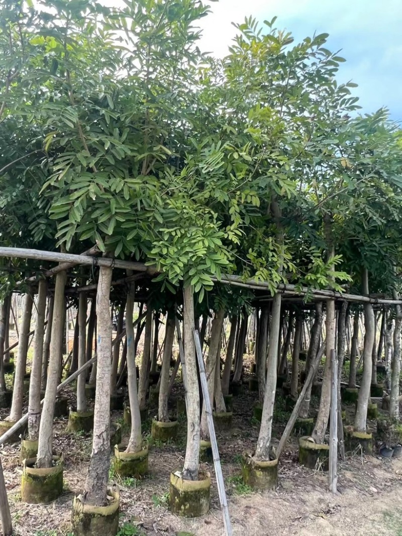 桃花心木