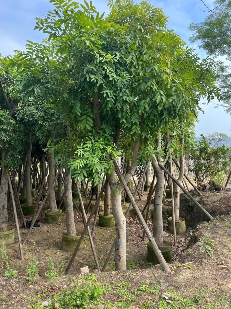 桃花心木