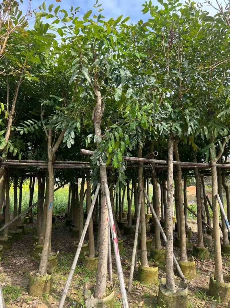 桃花心木