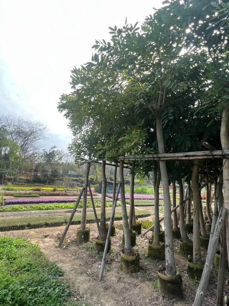桃花心木