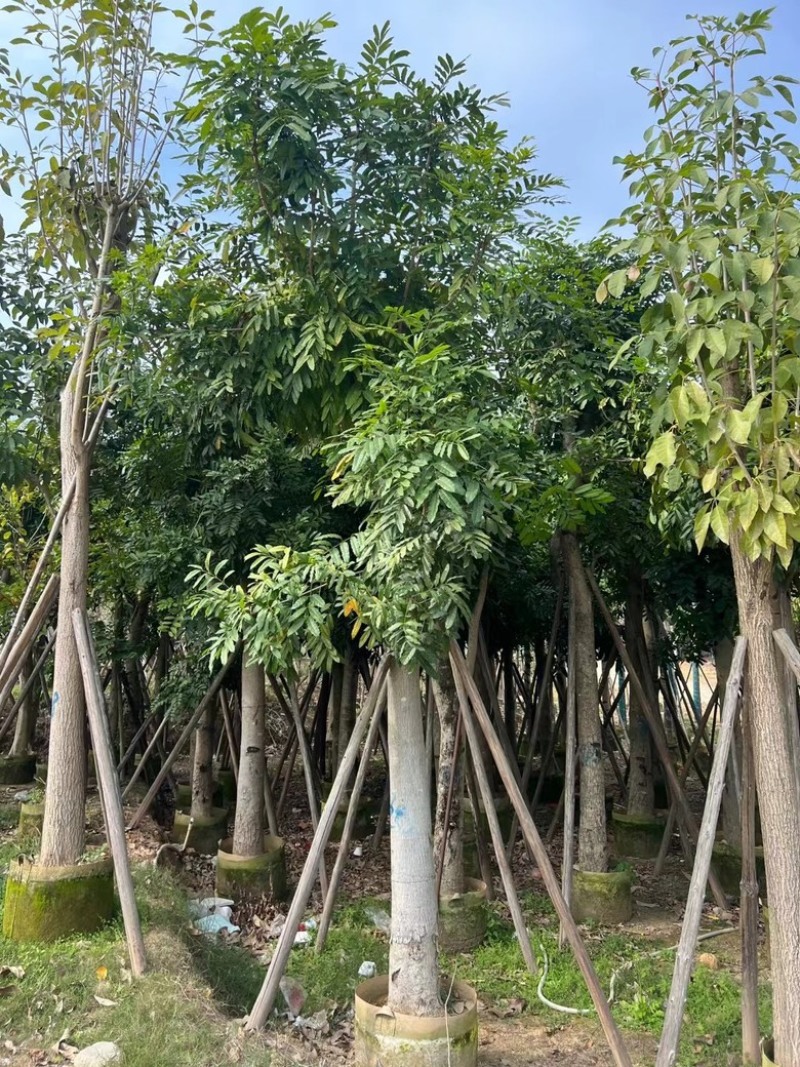 桃花心木