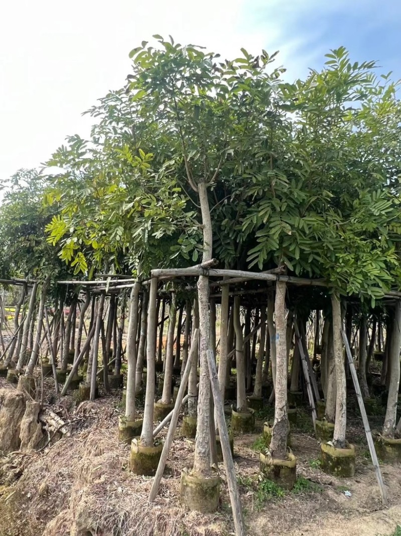 桃花心木
