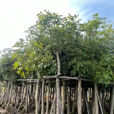 桃花心木