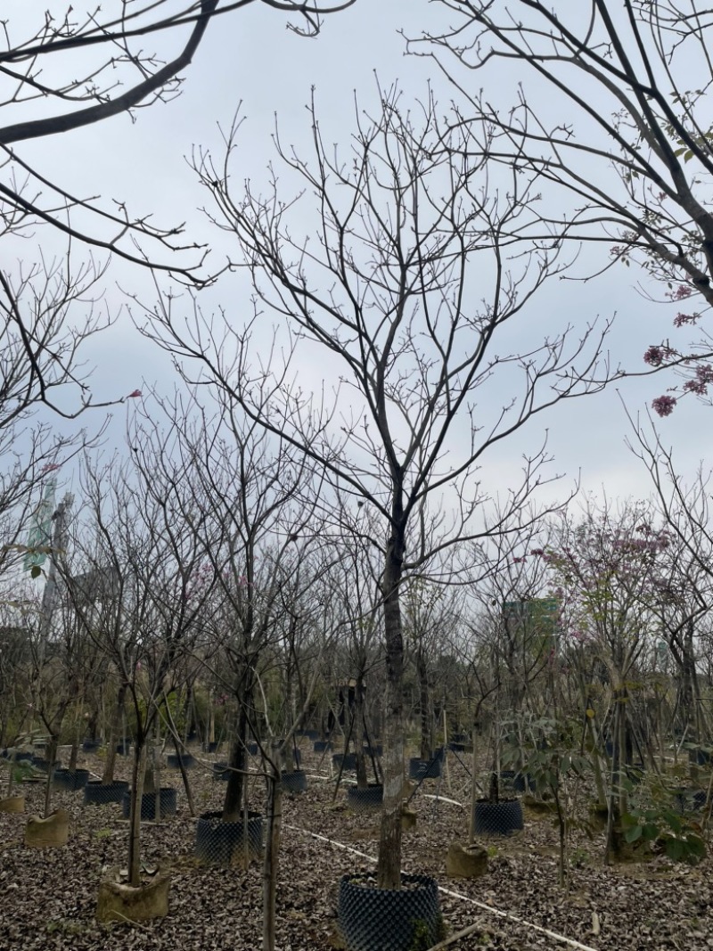 绣球紫花风铃木