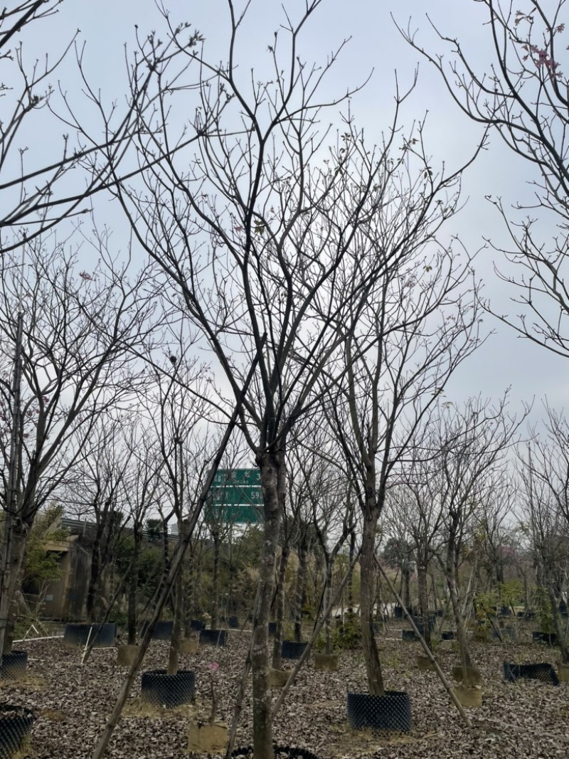 绣球紫花风铃木