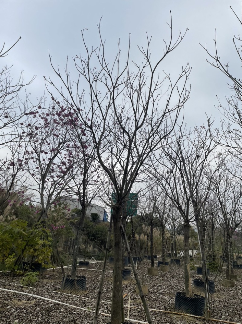 绣球紫花风铃木