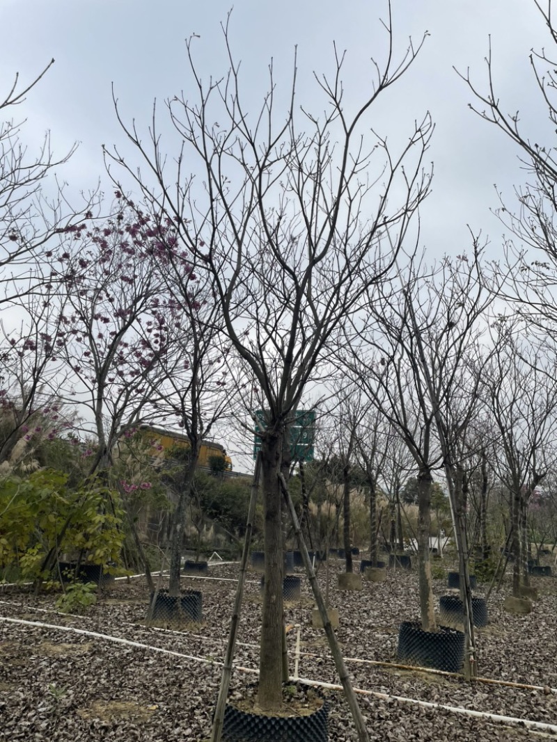绣球紫花风铃木