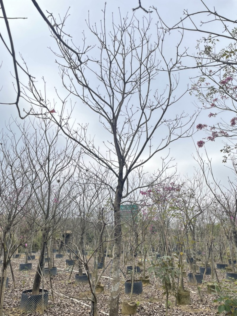 绣球紫花风铃木