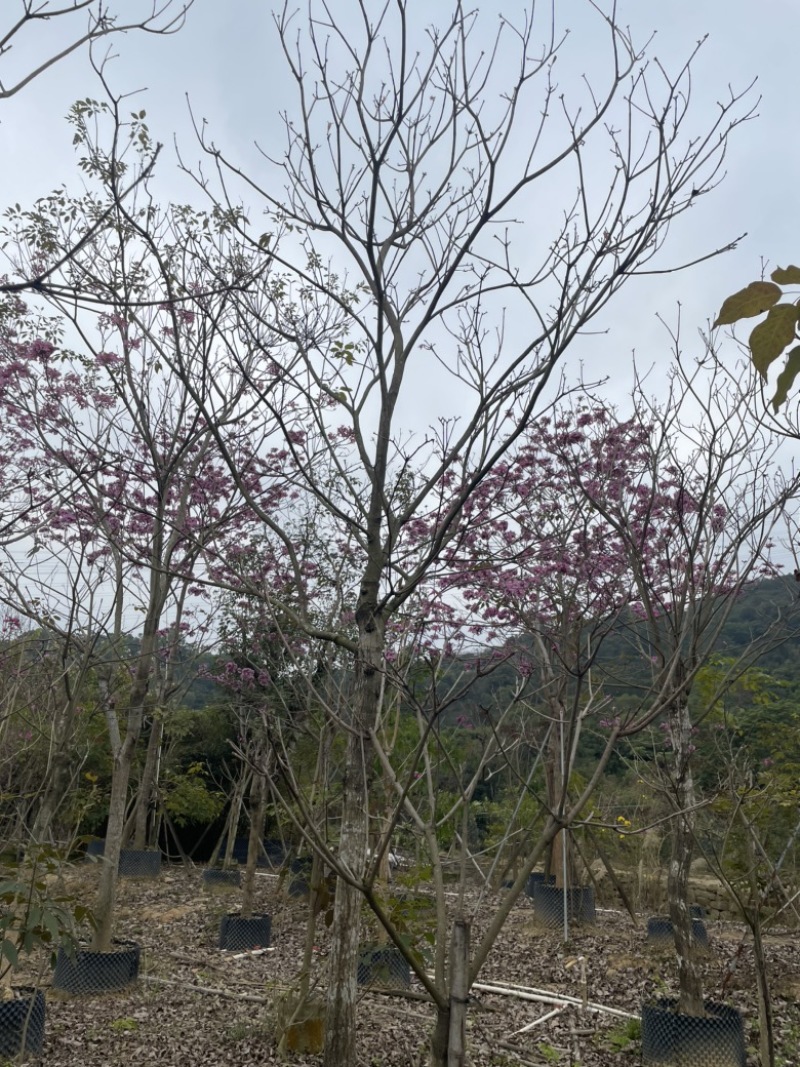 绣球紫花风铃木