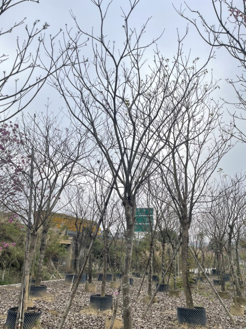 绣球紫花风铃木