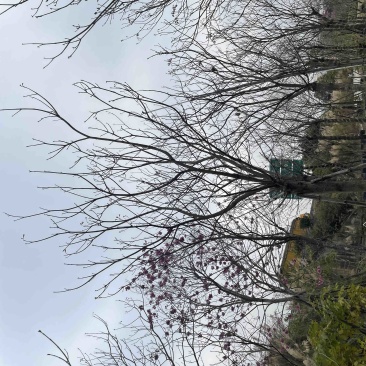 绣球紫花风铃木